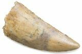Serrated Raptor Tooth - Real Dinosaur Tooth #376506-1